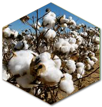 prod_cotton