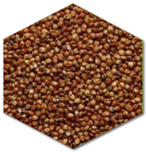 prod_sorghum
