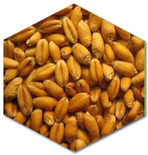 prod_wheat