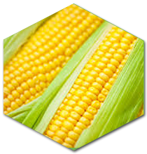 prod_yellow_maize